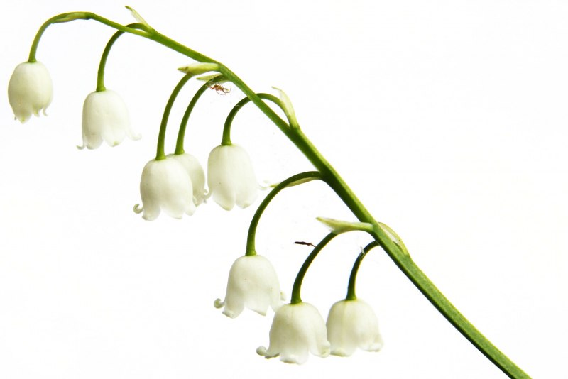 Ландыш грандифлора