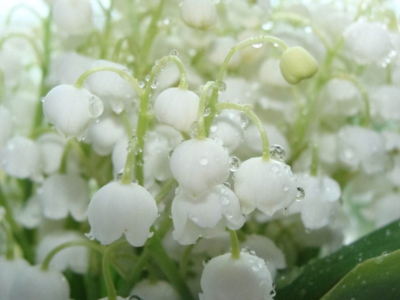 Цветы Ландыши букет