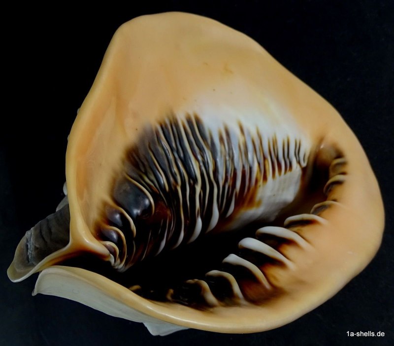 Биолюминесцентная улитка