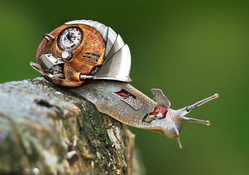 Улитка Дракула хемиплекта