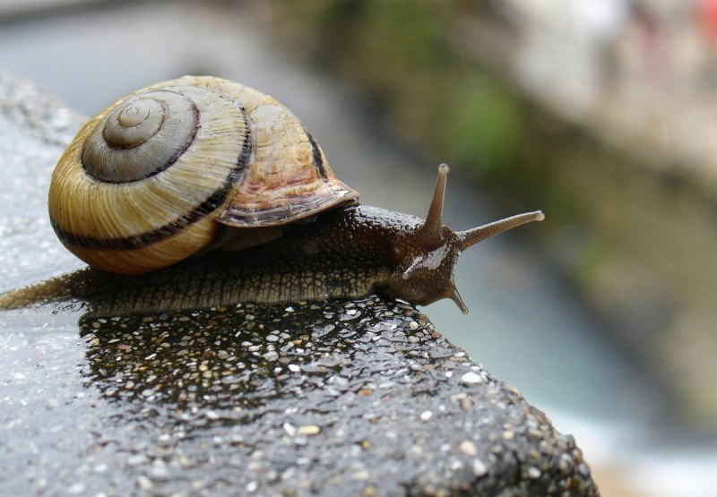 Прозрачная улитка