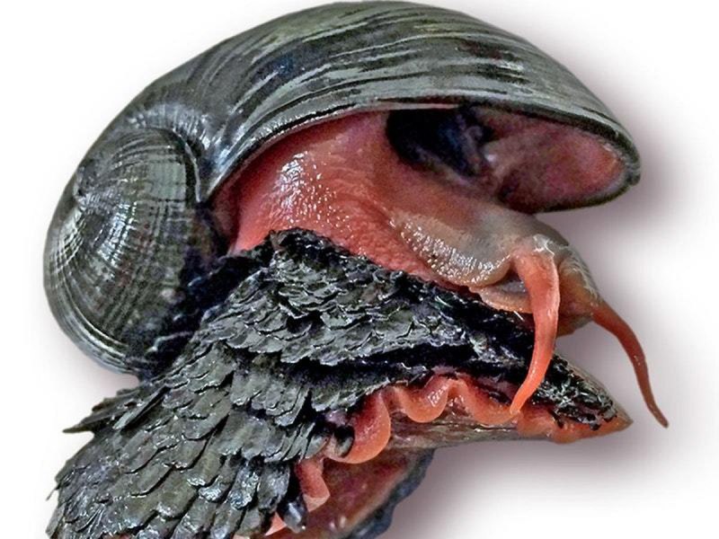 Улитка Crysomallon squamiferum