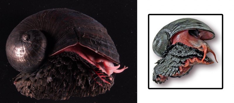 Crysomallon squamiferum