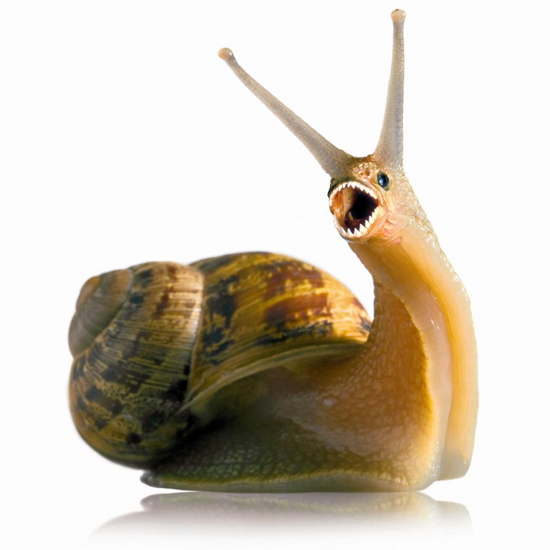 Поцелуй улитки