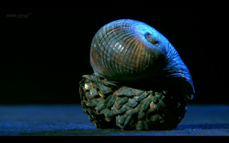 Улитка Огненная хемиплекта