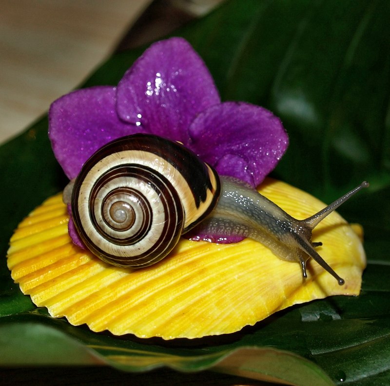 Виноградная улитка ахатина