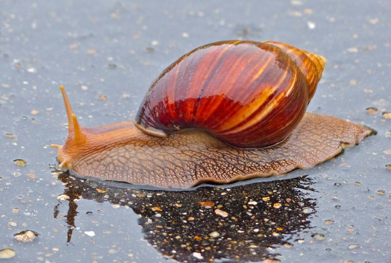 Гигантские улитки ахатины