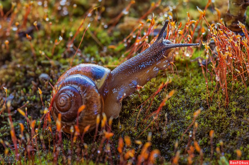 Улитка биомфолария