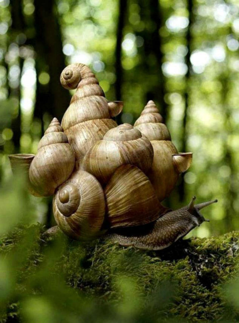 Улитка конус аквариумная