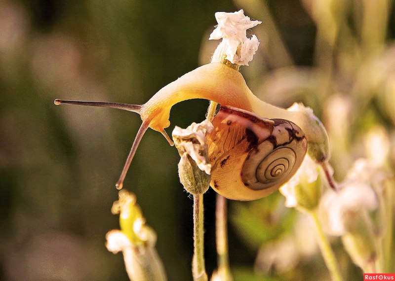 Якогай морская улитка