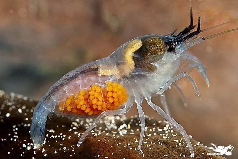 Пильчатая креветка