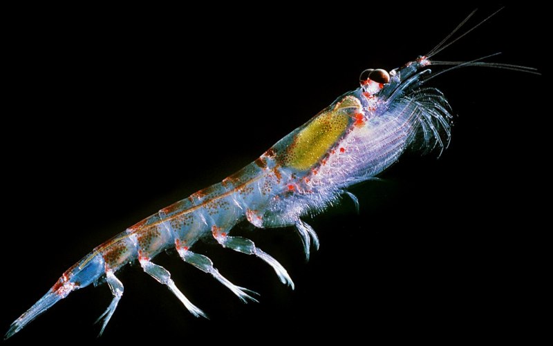 Криль антарктический