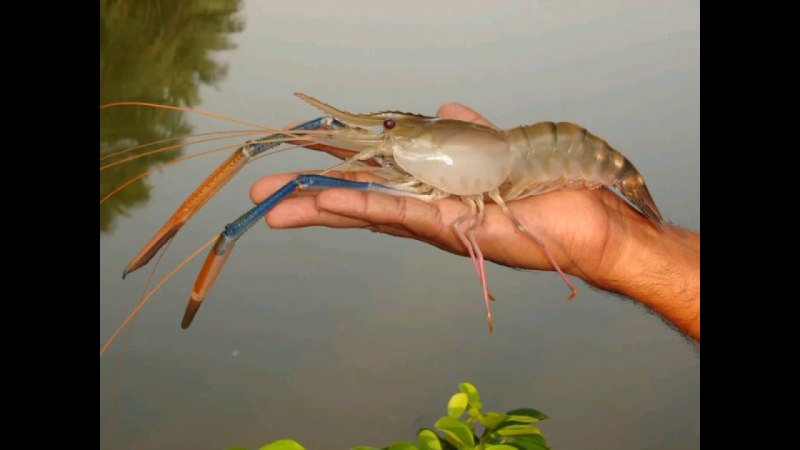 Креветка на белом фоне