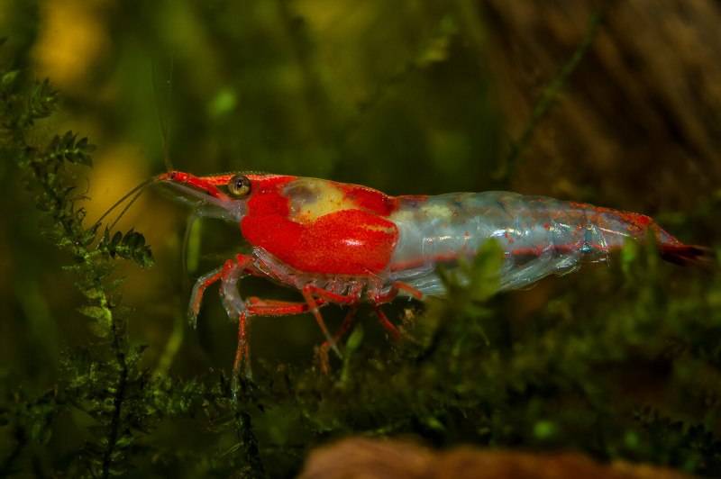 Креветка троглокар