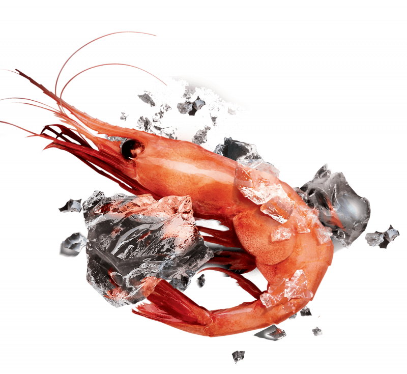 Креветка на белом фоне