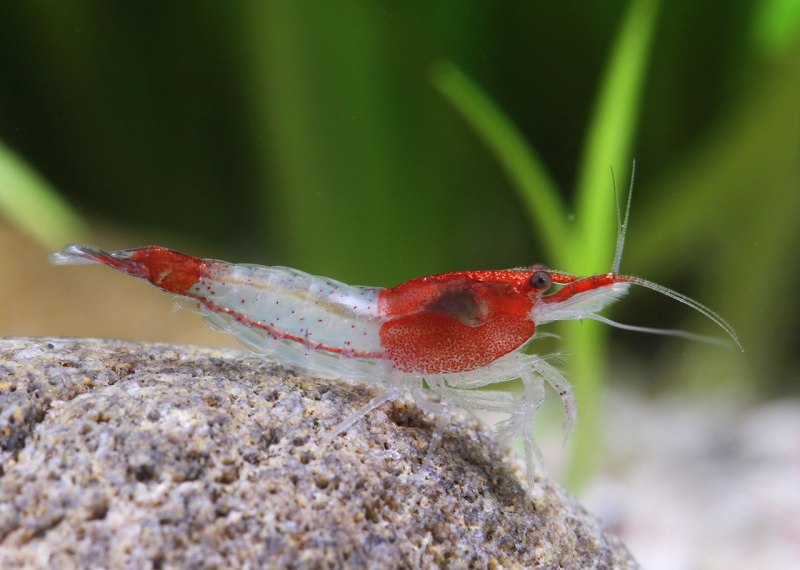Креветки Neocaridina heteropoda