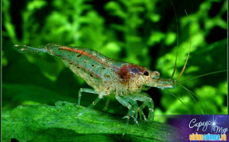 Креветка неокардина аквариумная