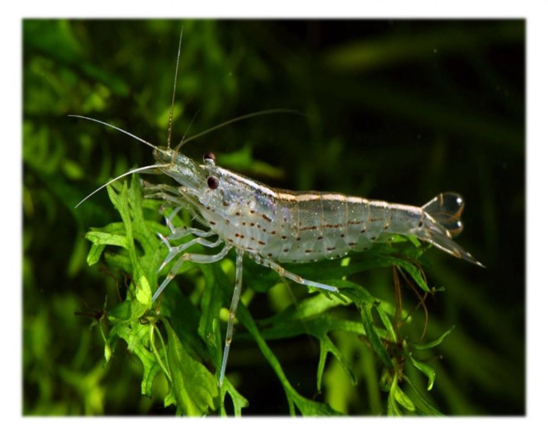 Креветка на белом фоне