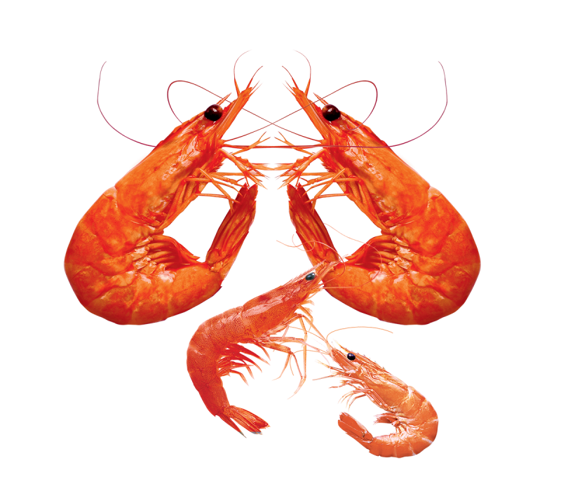 Креветка без фона