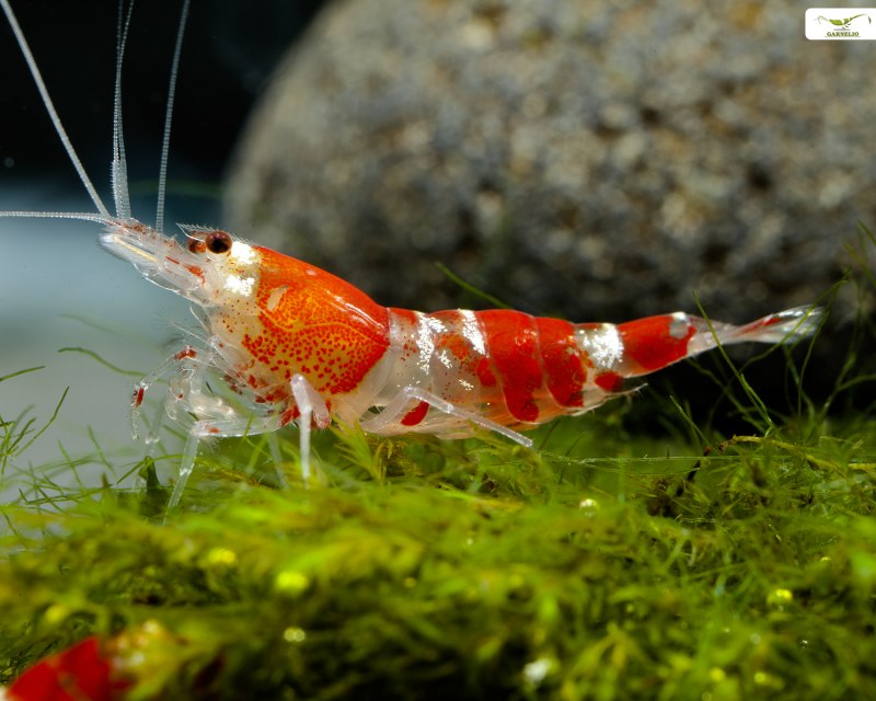 Red Cristall Shrimps