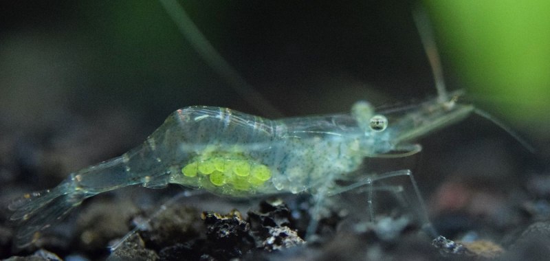 Ghost Shrimp креветка