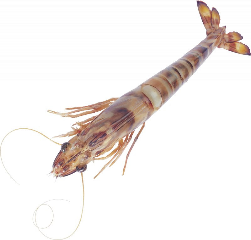 Креветка Palaemon adspersus