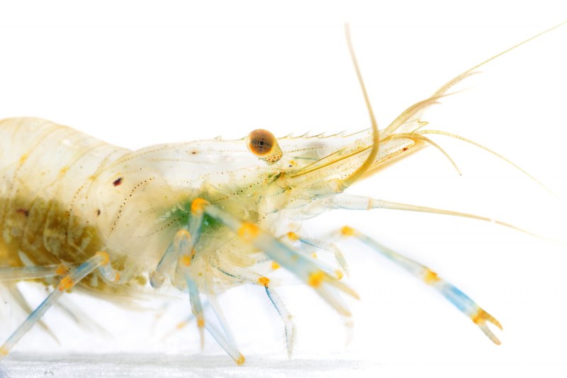 Креветка Амано линька