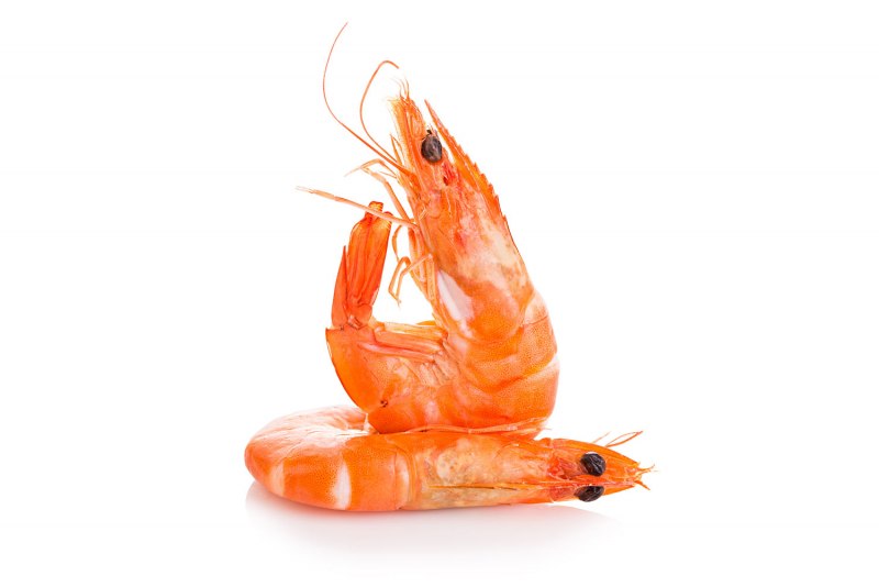 Креветка Северная