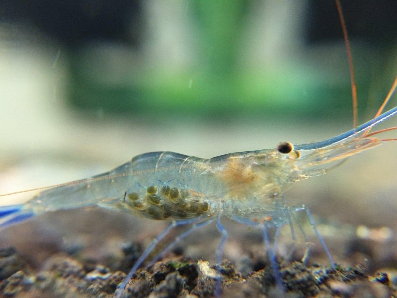 Креветка Сулавеси Павлин