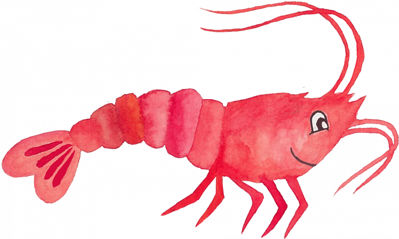 Креветка Пандалус бореалис