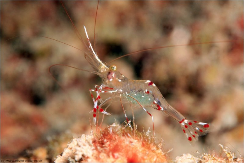 Креветка Антонбрууна