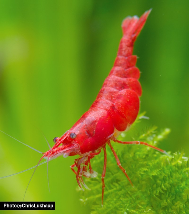 Морские продукты креветки