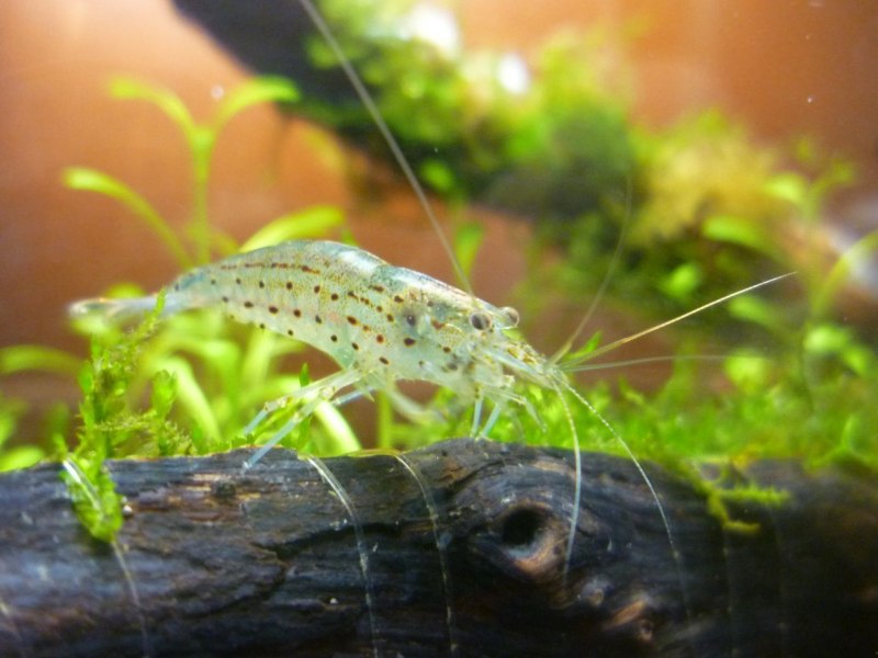 Креветки Амано и вишневые