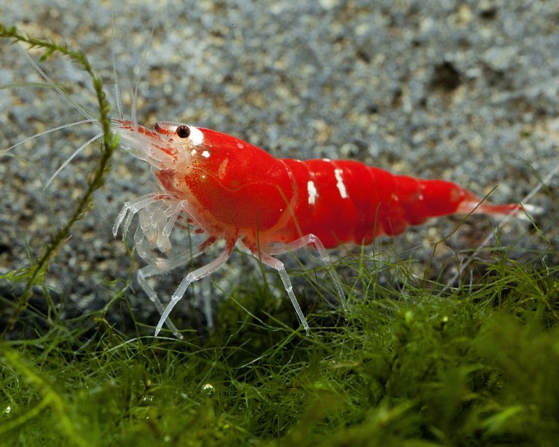 Северные креветки Pandalus Borealis