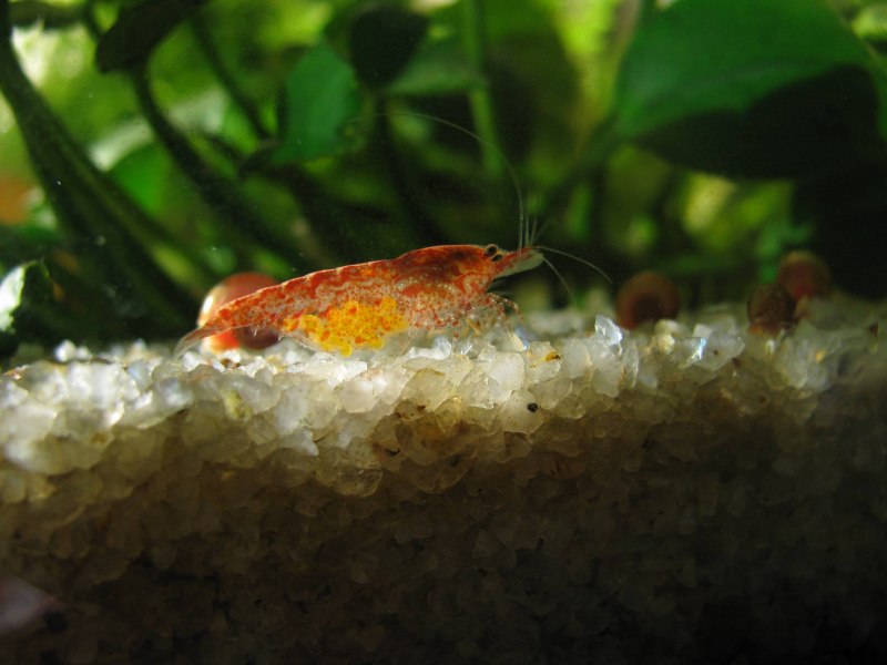 Креветка углохвостая 200-250