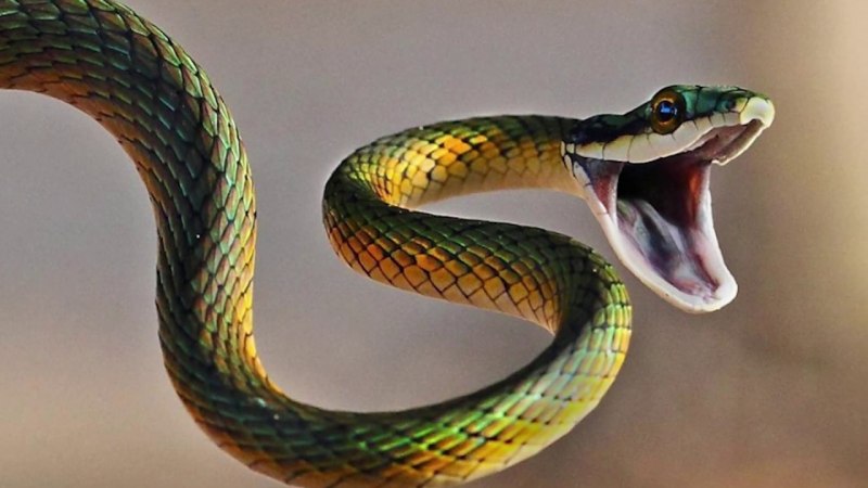 Веселая змея