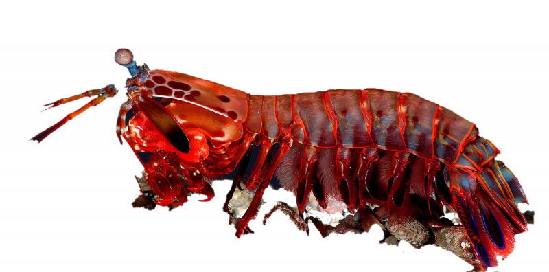 Пильчатая креветка