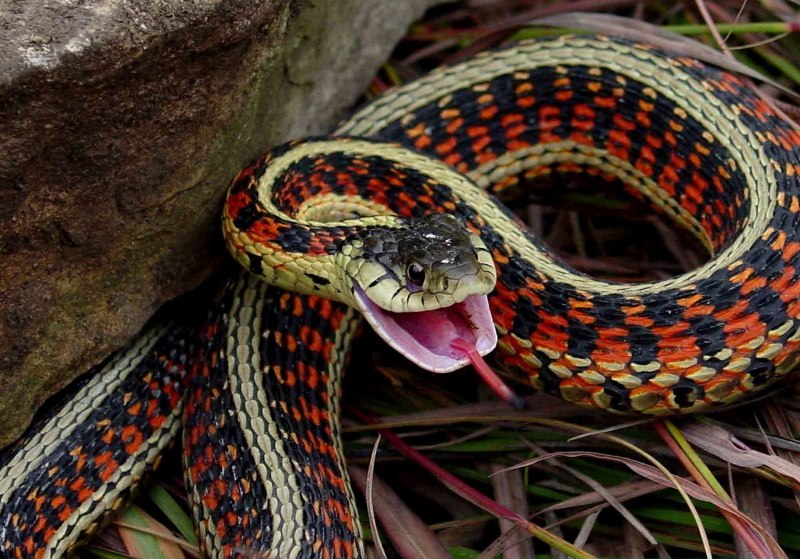 Калифорнийскаяподвязочная змеяъ