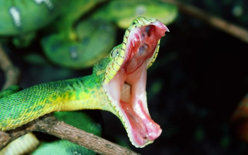 Собакоголовый удав зубы