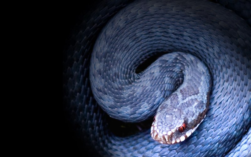 Шершавая древесная гадюка голубая