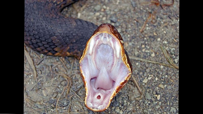 Настоящие змеи