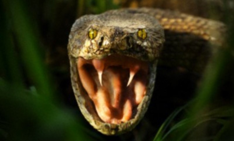 Королевская Кобра клыки