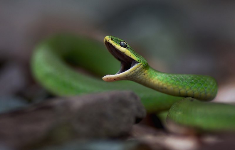 Чёрная мамба змея