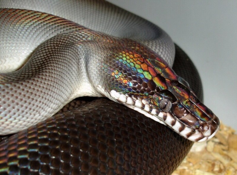 Змея на шее