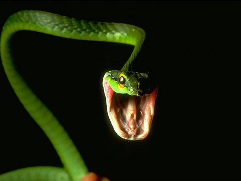 Колючая древесная гадюка