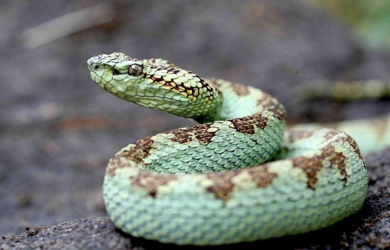 Радужный Королевский питон