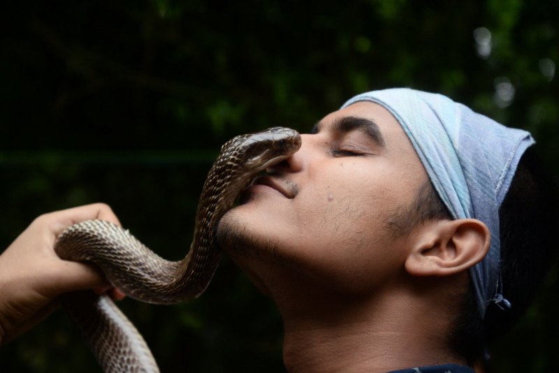 Змея ромбический гремучник