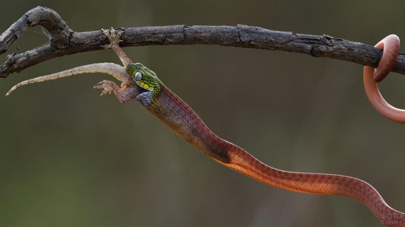 Свиноносая змея