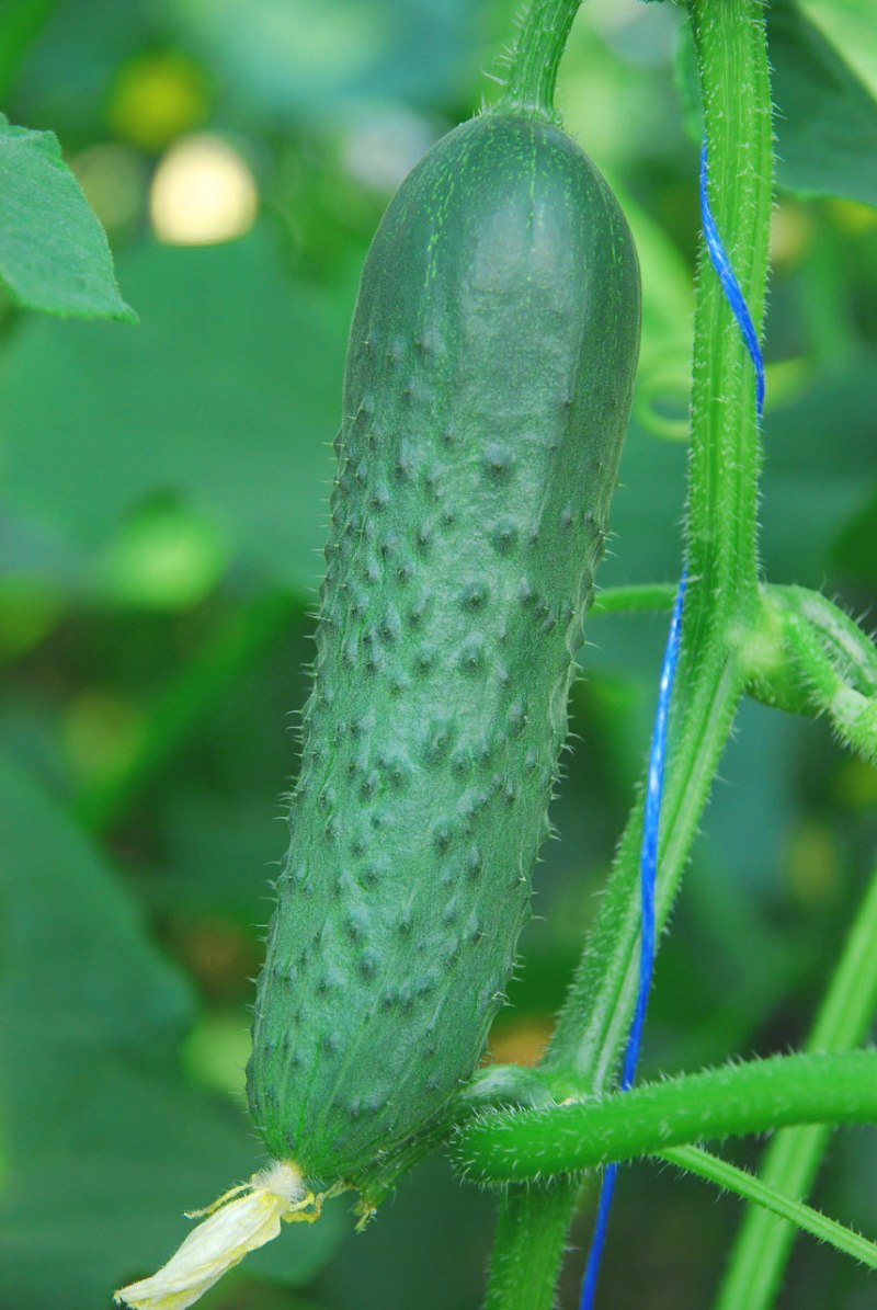 Человек паук и зеленый фонарь