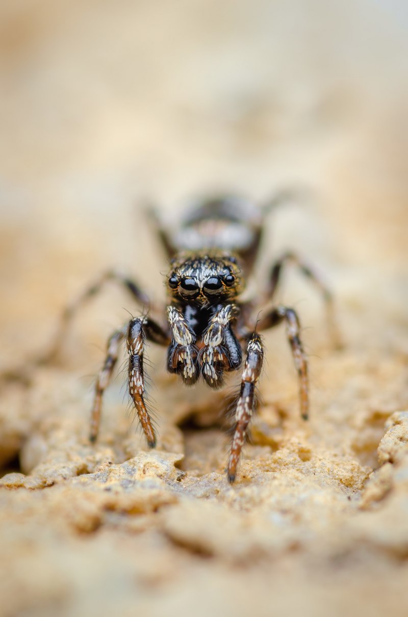 Phidippus mystaceus